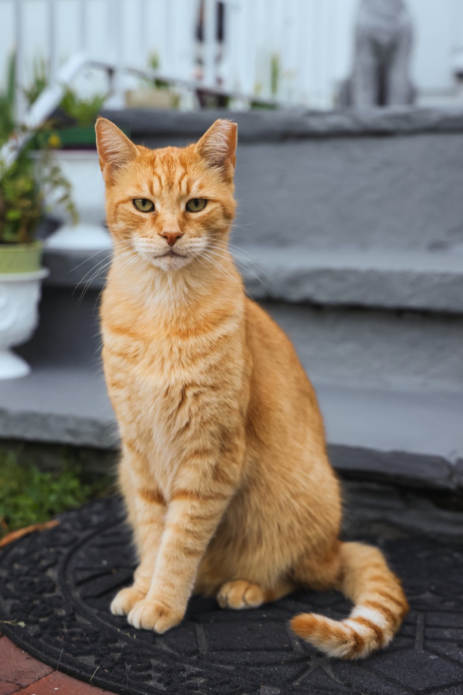 Pet Photos